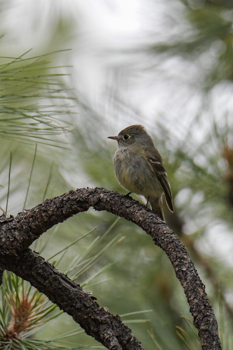 Pine Flycatcher - Christian Newton