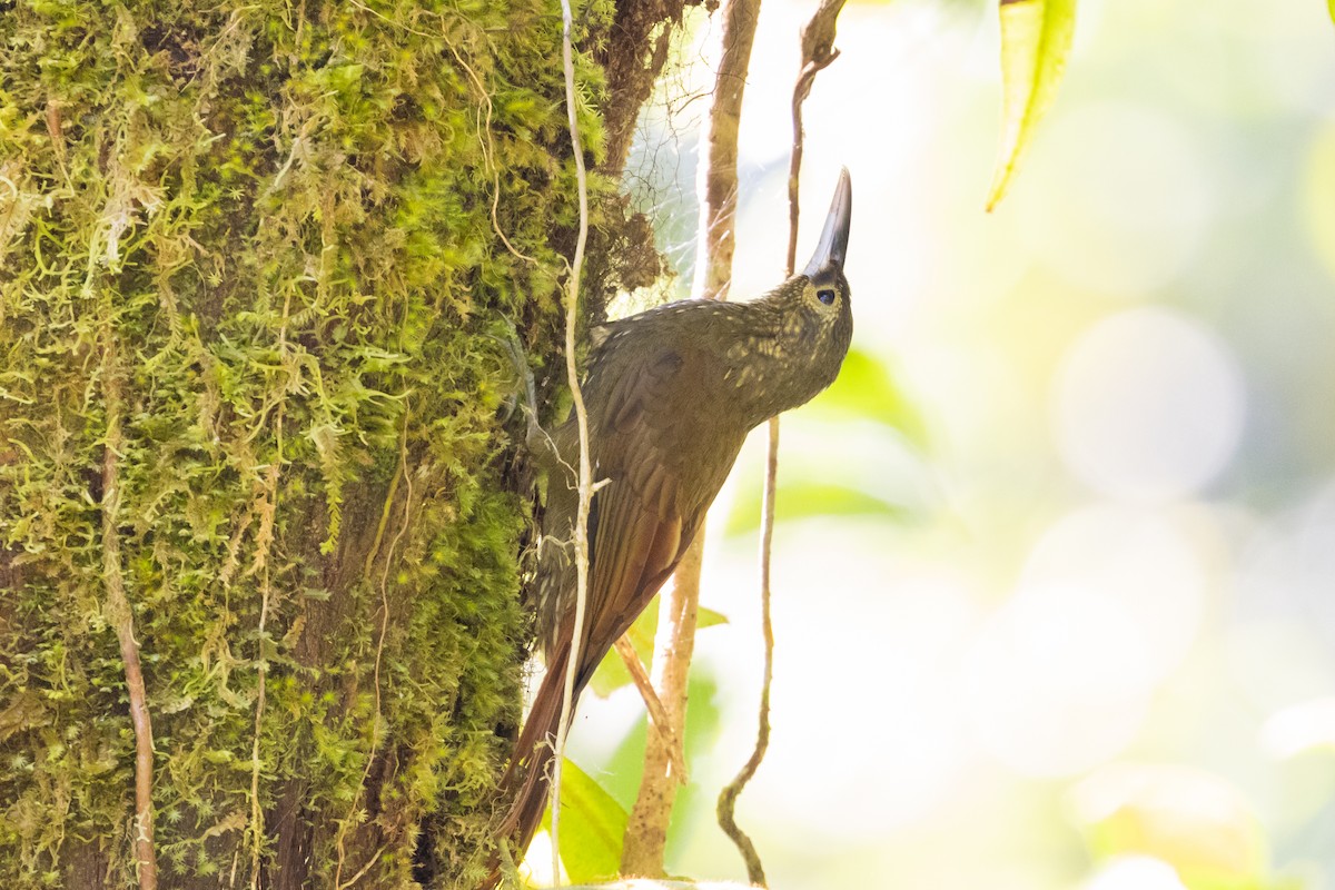 Spotted Woodcreeper - ML615905485