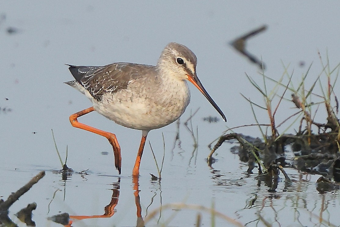 Spotted Redshank - ML615905488