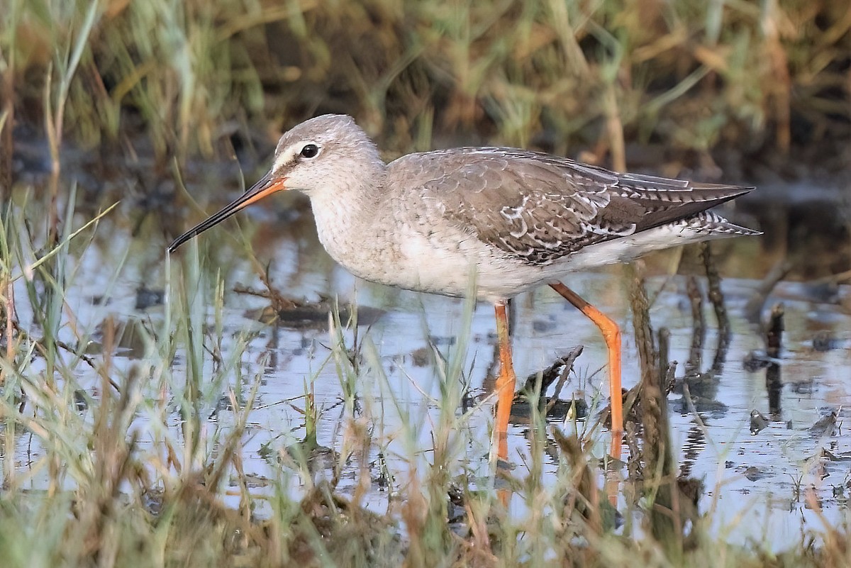 Spotted Redshank - ML615905490