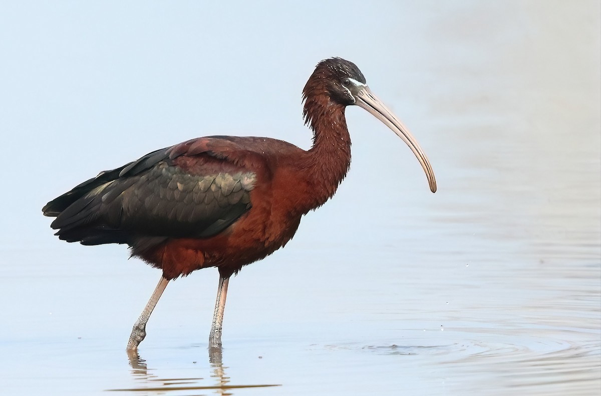 ibis hnědý - ML615905539