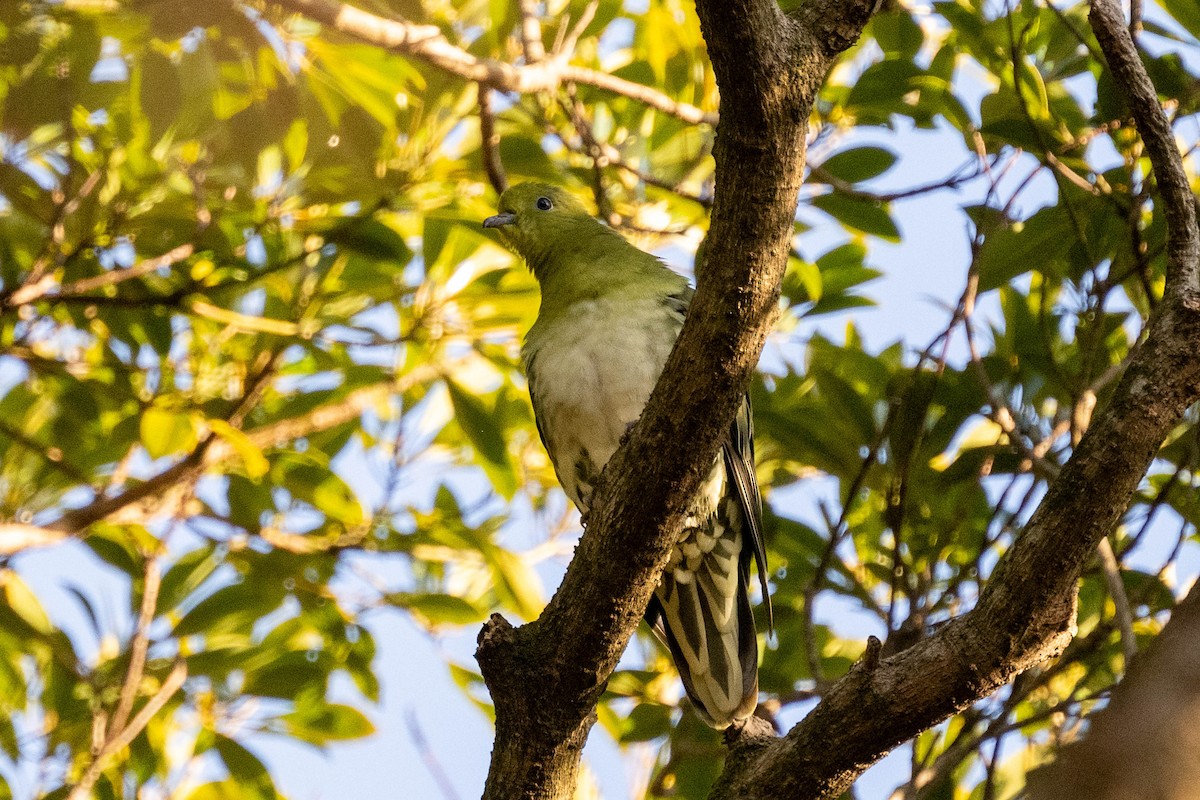 White-bellied Green-Pigeon - ML615905746