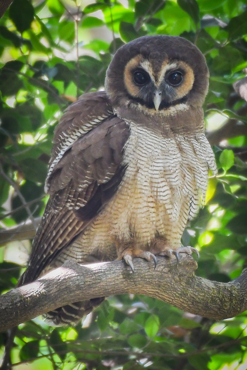 Brown Wood-Owl - ML615905902