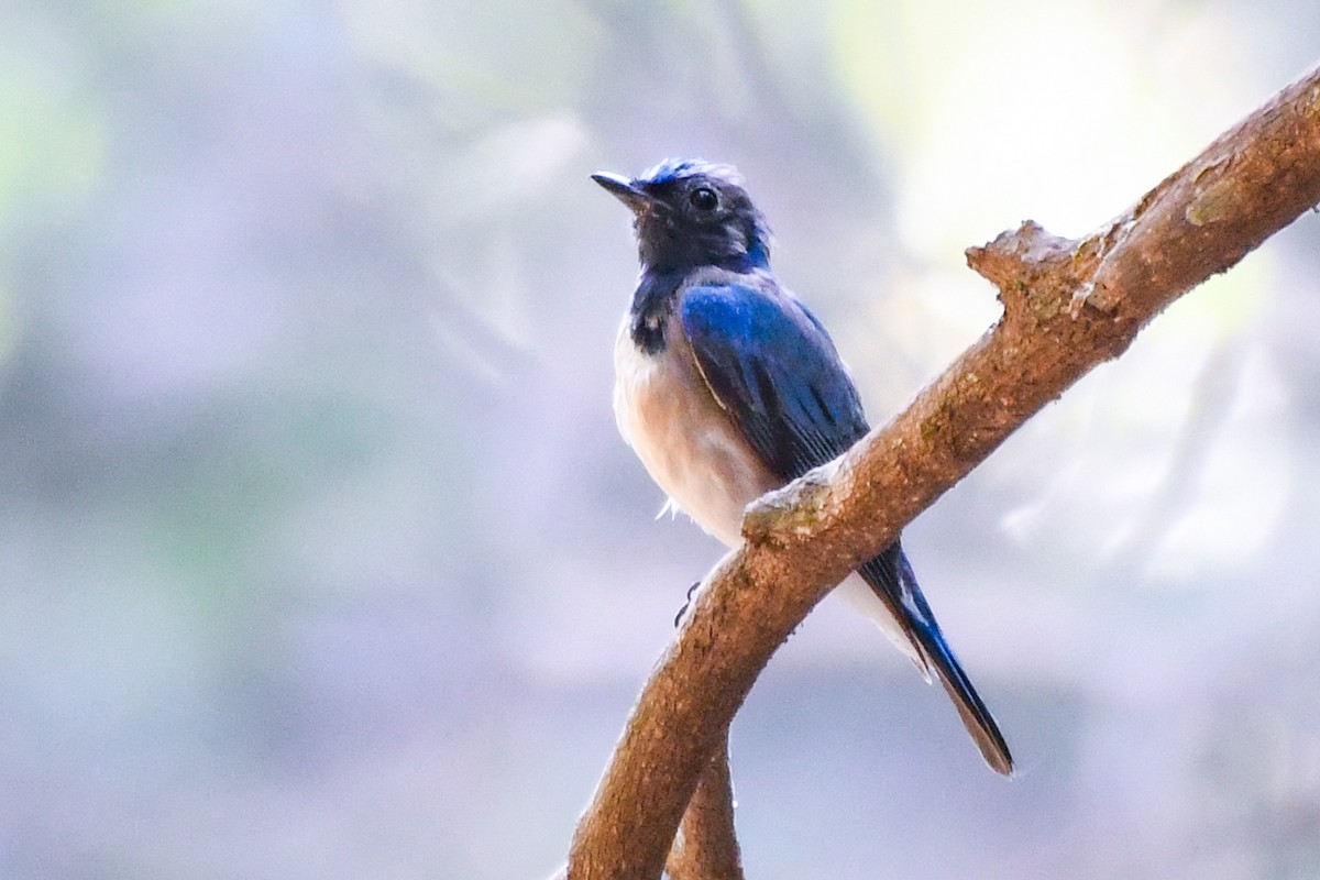 Blue-and-white Flycatcher - Sumit Majumdar