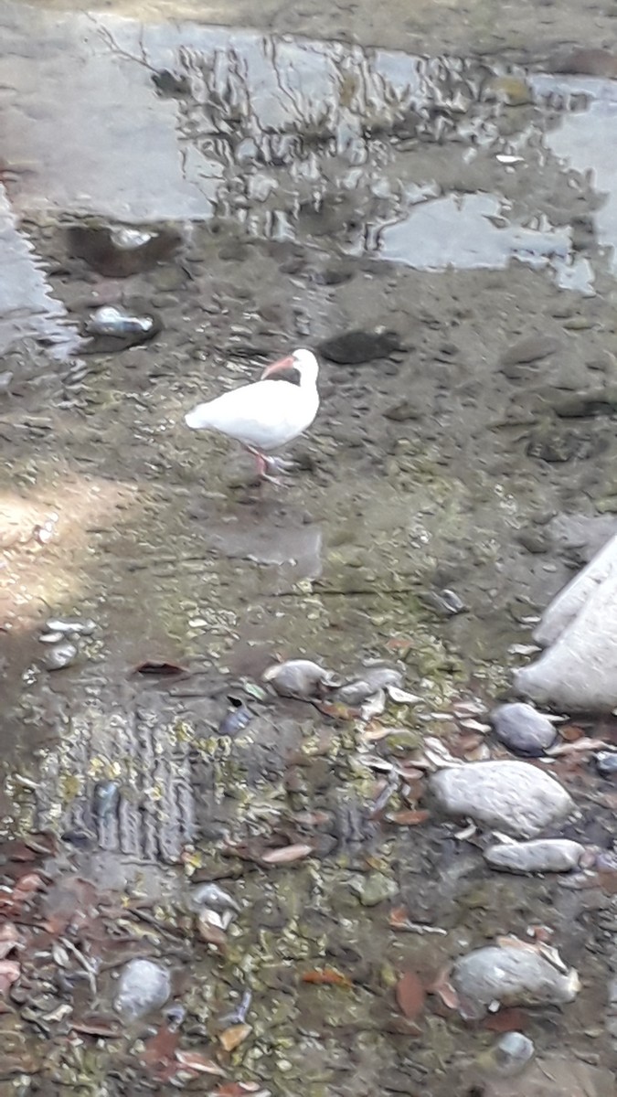 ibis bílý - ML615906004