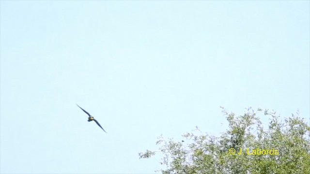 European Bee-eater - ML615906210
