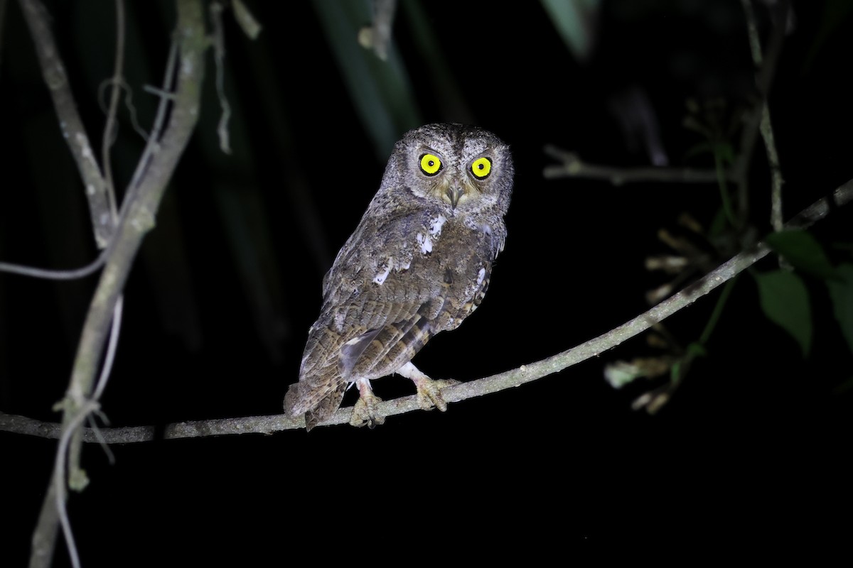Oriental Scops-Owl (Walden's) - ML615906216