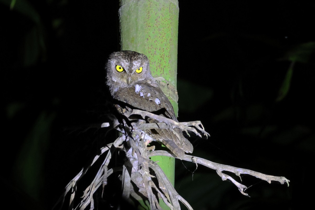 Oriental Scops-Owl (Walden's) - ML615906217