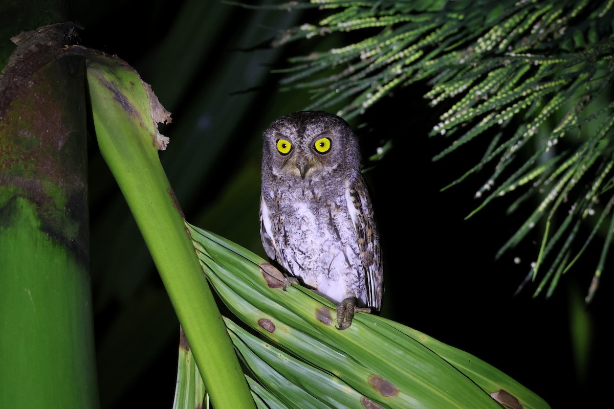Oriental Scops-Owl (Walden's) - ML615906218