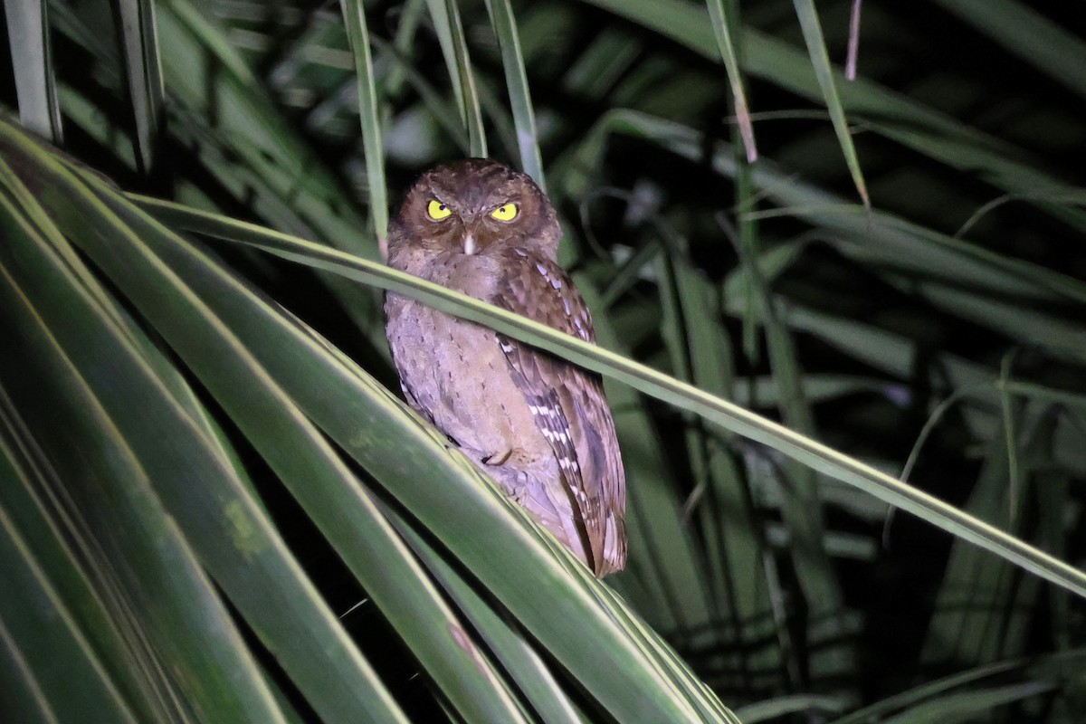 Andaman Scops-Owl - ML615906225