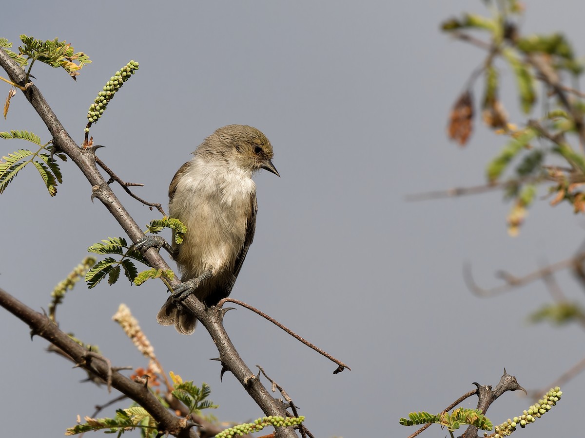 Mouse-colored Penduline-Tit - ML615906332