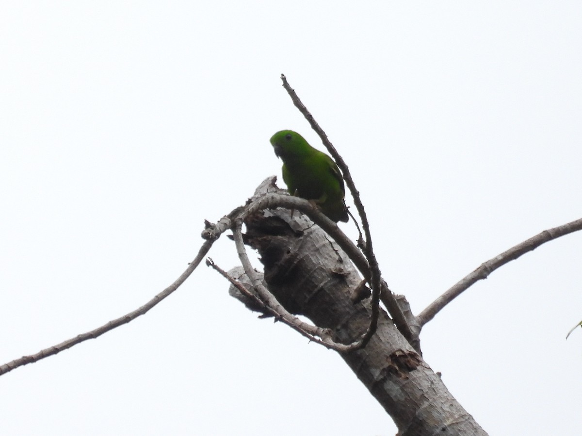 Blue-crowned Hanging-Parrot - ML615906479