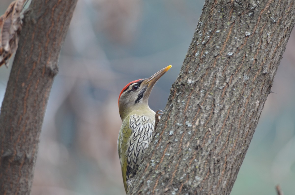 Scaly-bellied Woodpecker - ML615906540