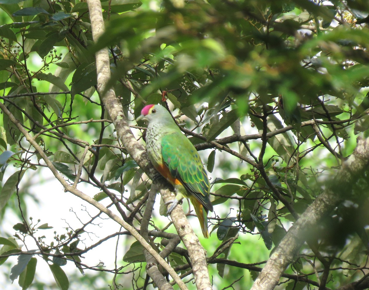 Rose-crowned Fruit-Dove - ML615906557