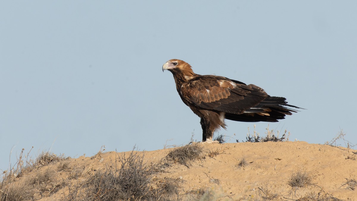 Wedge-tailed Eagle - David Newell