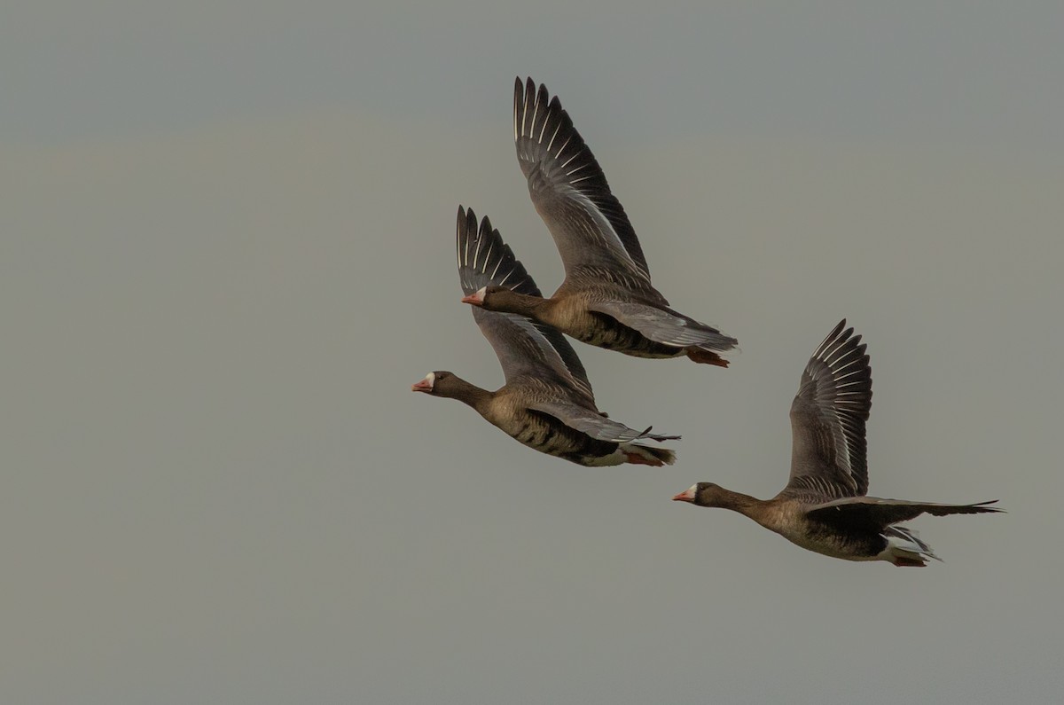 Greater White-fronted Goose - Zsolt Ampovics