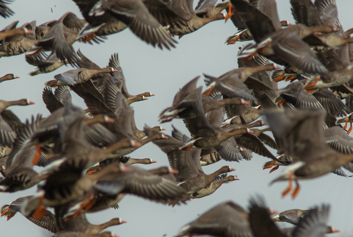 Greater White-fronted Goose - ML615906769