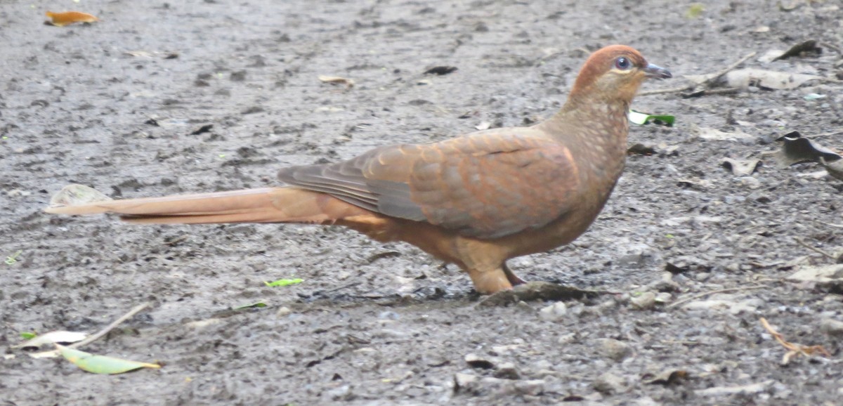 Brown Cuckoo-Dove - ML615907025