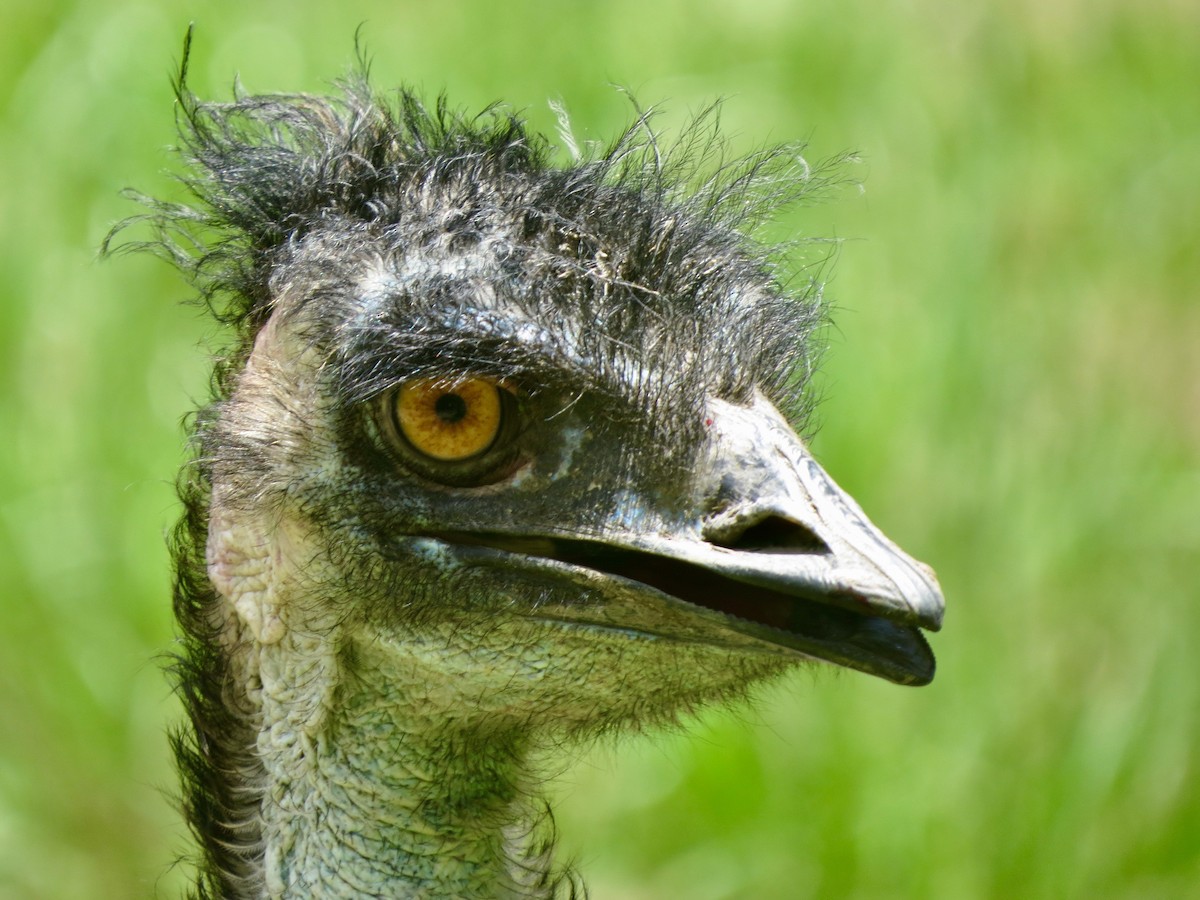 Emu - ML615907105