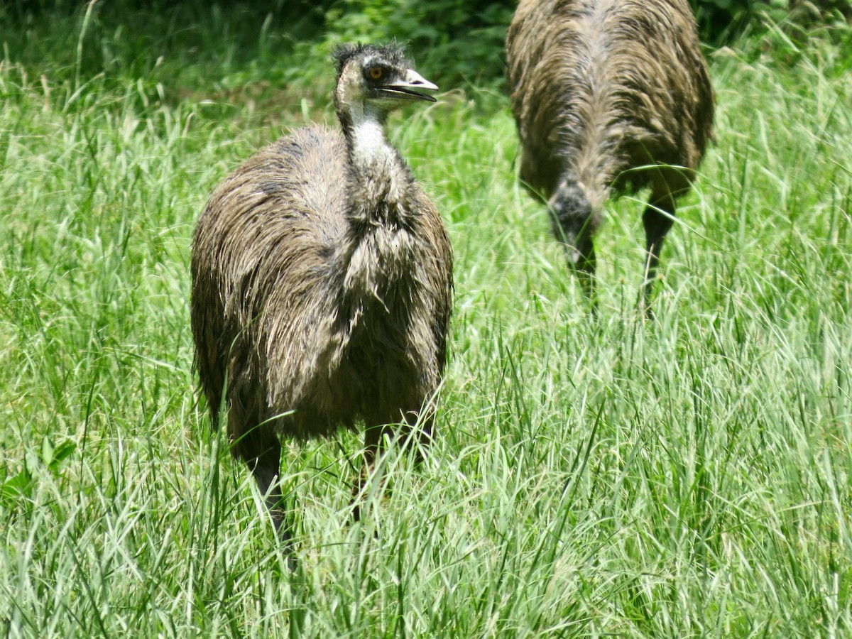 Emu - ML615907106