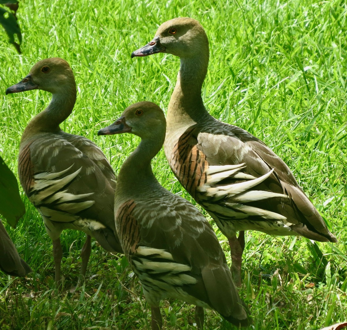 Plumed Whistling-Duck - Barnaby Briggs