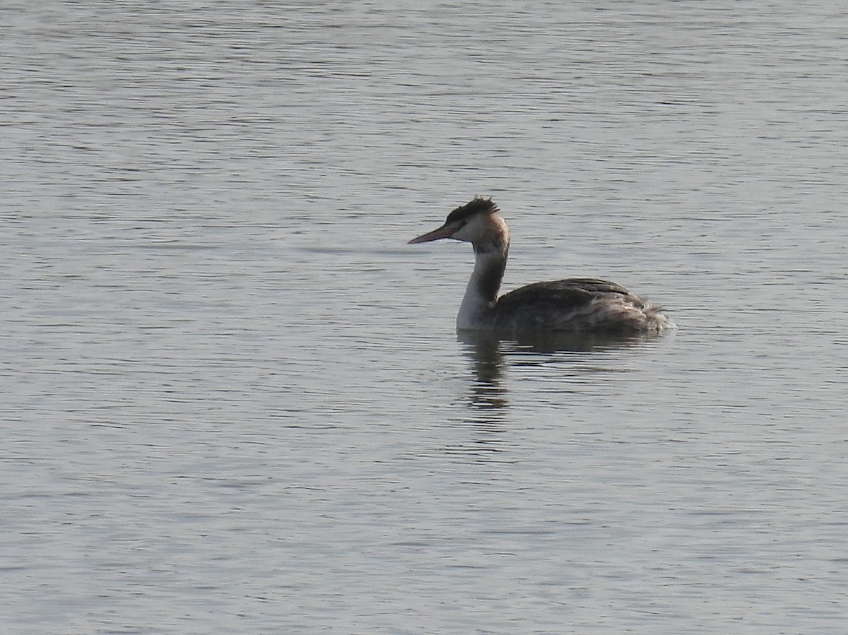 Great Crested Grebe - Matthew Hall