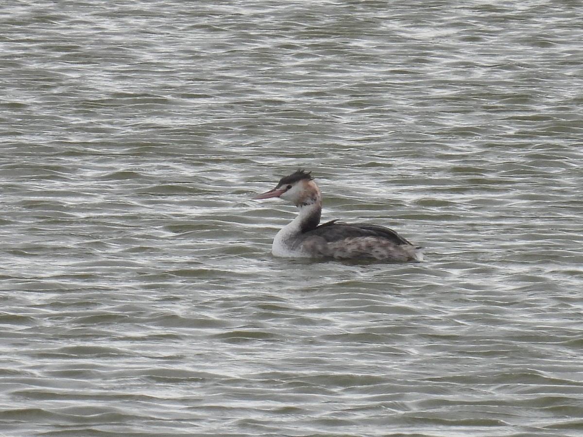 Great Crested Grebe - ML615907191