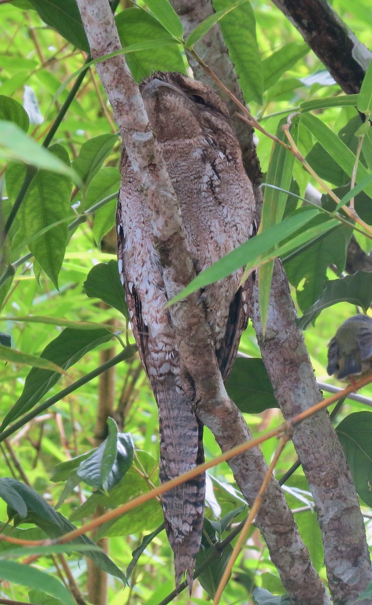 Papuan Frogmouth - ML615907260