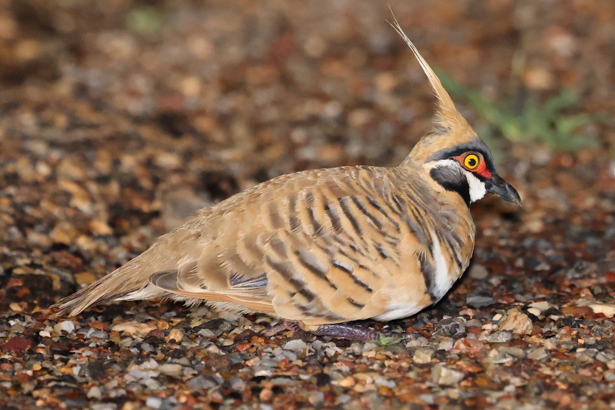 Spinifex Pigeon - ML615907285