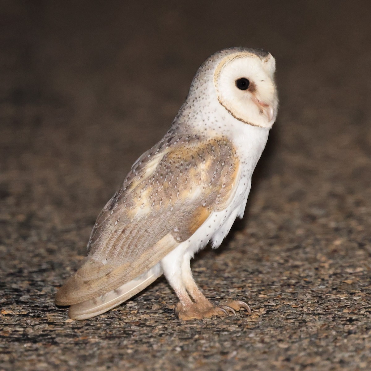 Barn Owl (Eastern) - ML615907287