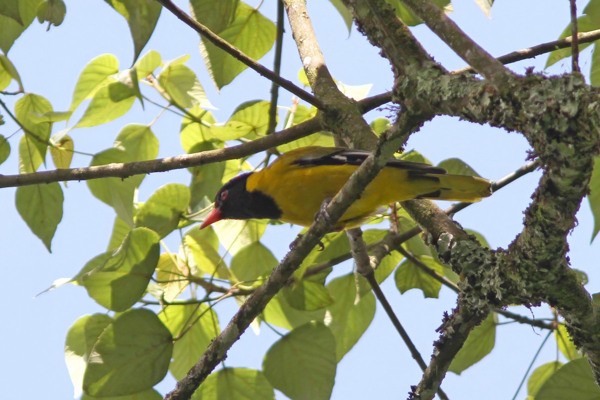 Black-tailed Oriole - Dave Curtis