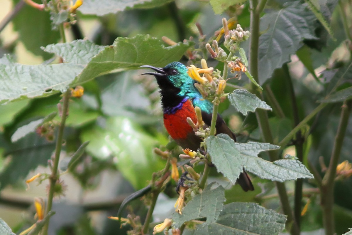 Northern Double-collared Sunbird - Dave Curtis