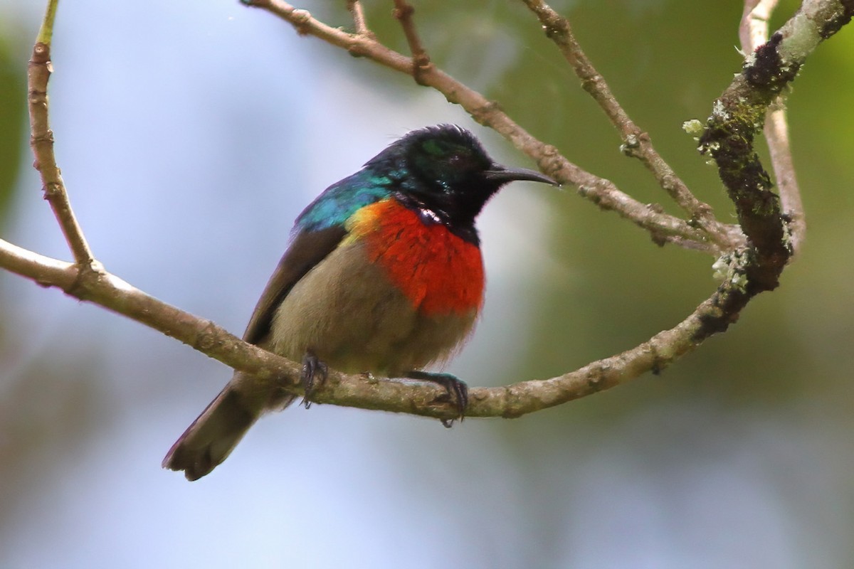 Northern Double-collared Sunbird - Dave Curtis
