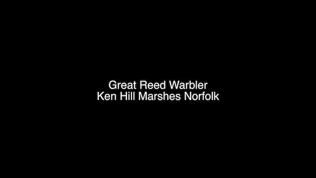 Great Reed Warbler - ML615907695