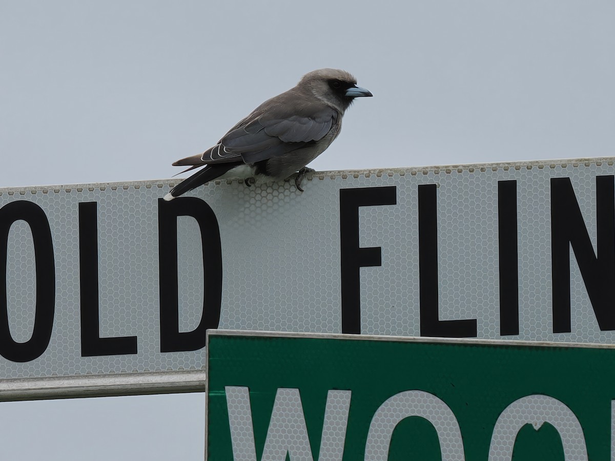 Black-faced Woodswallow - ML615908014