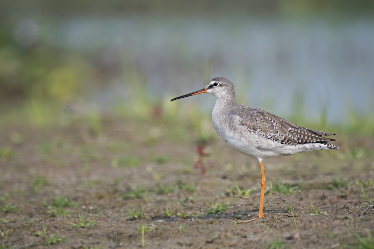 Spotted Redshank - ML615908016