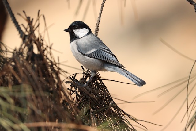 Great Tit (subspecies <em class="SciName notranslate">intermedius</em>). - Great Tit - 