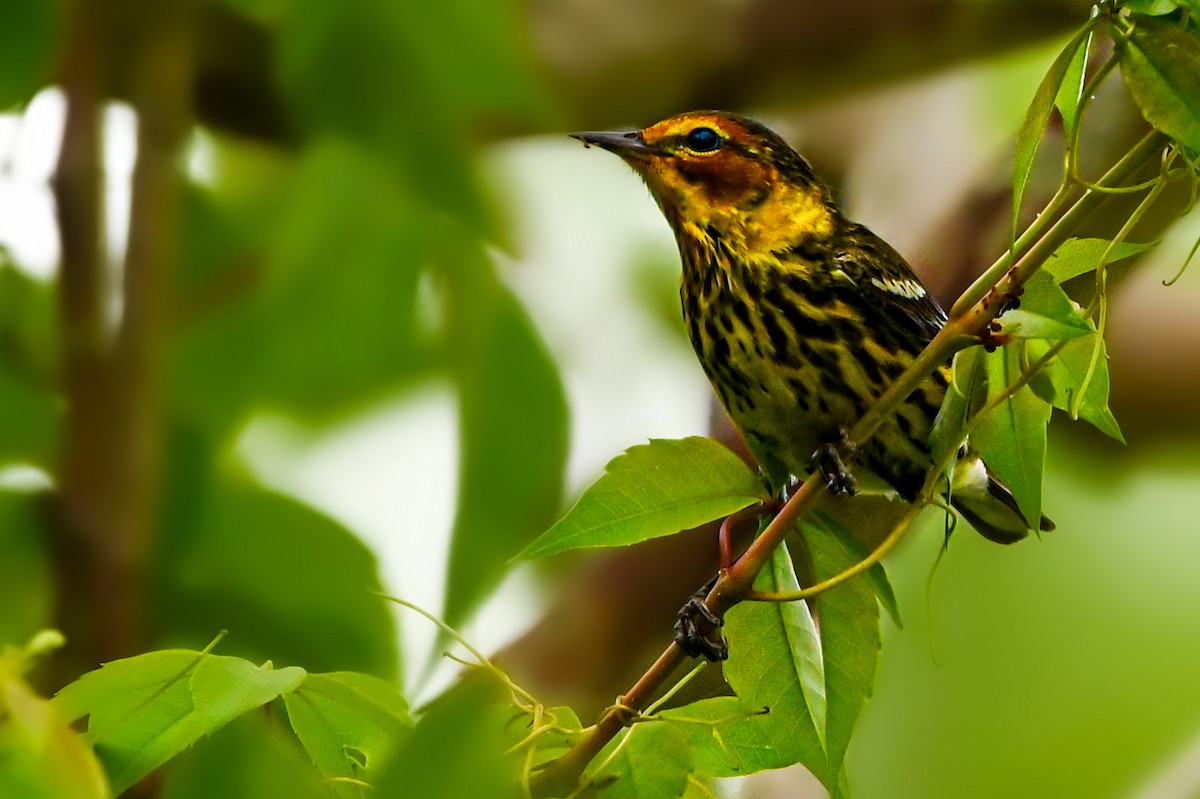 Cape May Warbler - ML615908337