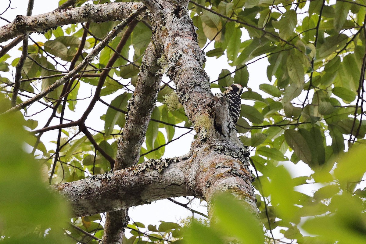 Philippine Pygmy Woodpecker - ML615908546