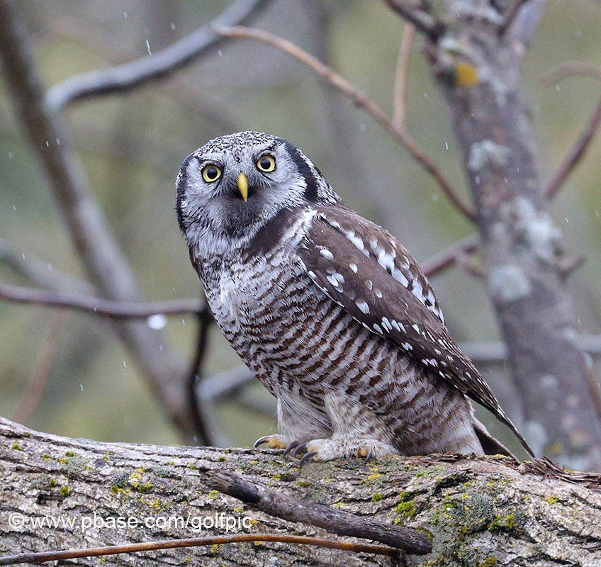 Northern Hawk Owl - ML615908583