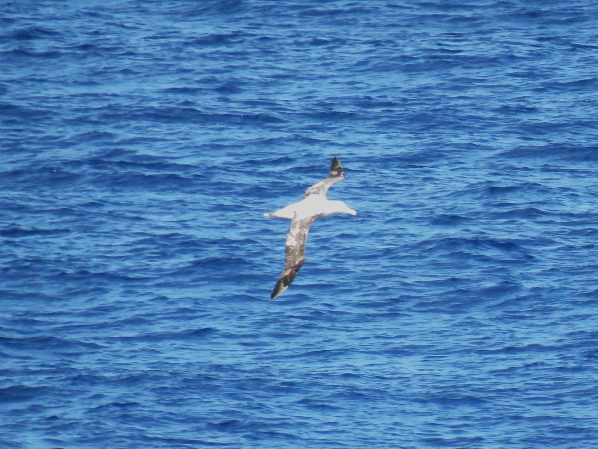 Albatros hurleur, A. de Tristan da Cunha ou A. des Antipodes - ML615908584