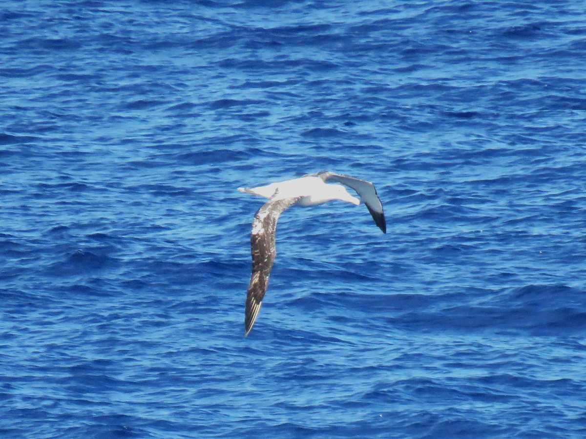 Albatros hurleur, A. de Tristan da Cunha ou A. des Antipodes - ML615908596
