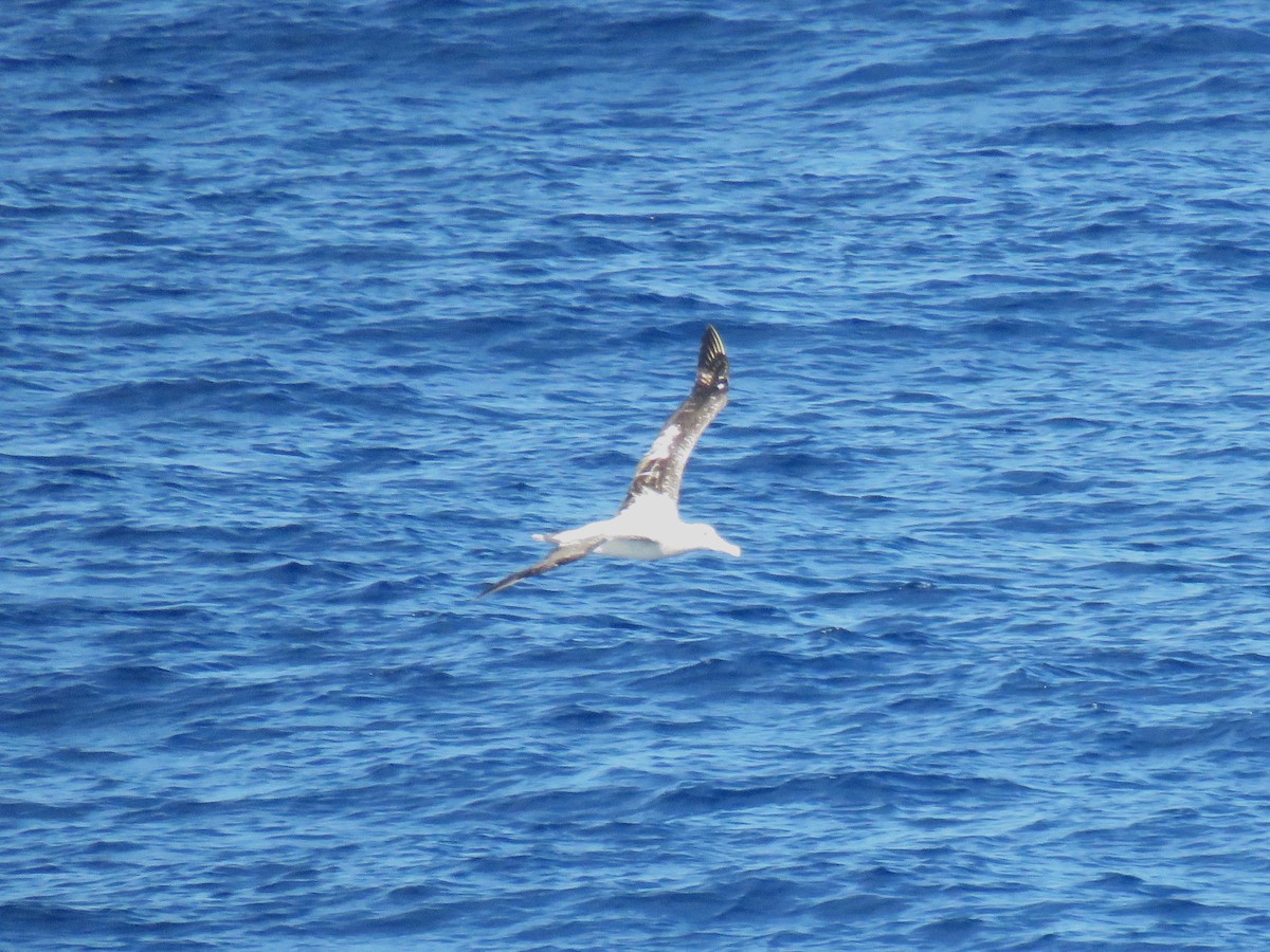 Albatros hurleur, A. de Tristan da Cunha ou A. des Antipodes - ML615908597