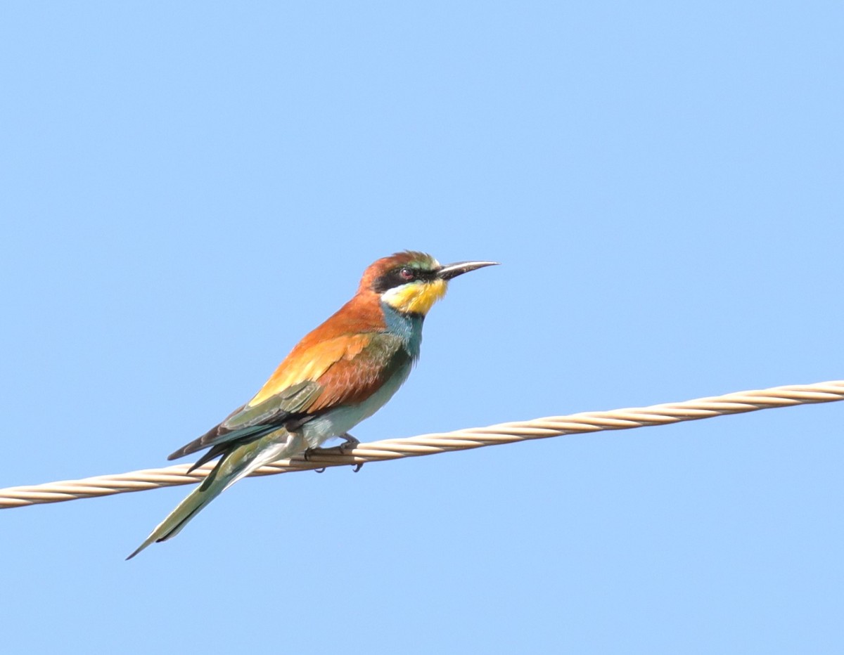 European Bee-eater - PJ B