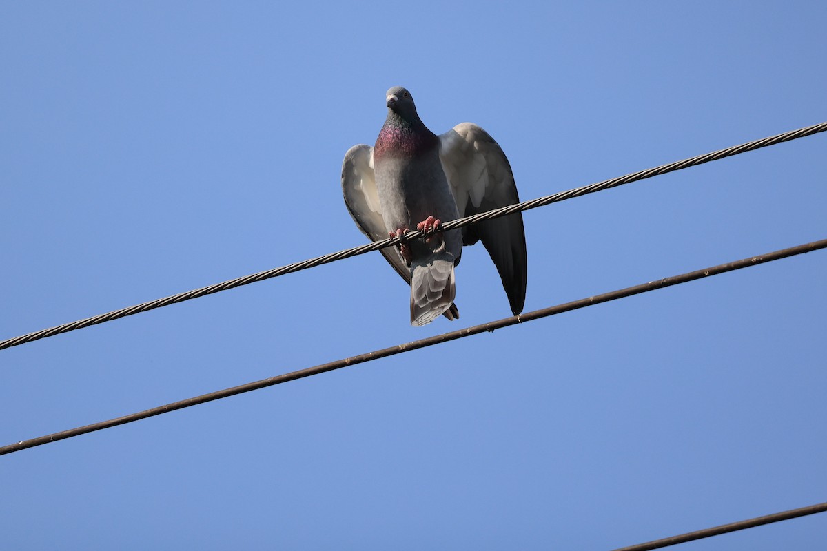 Rock Pigeon (Feral Pigeon) - ML615908758