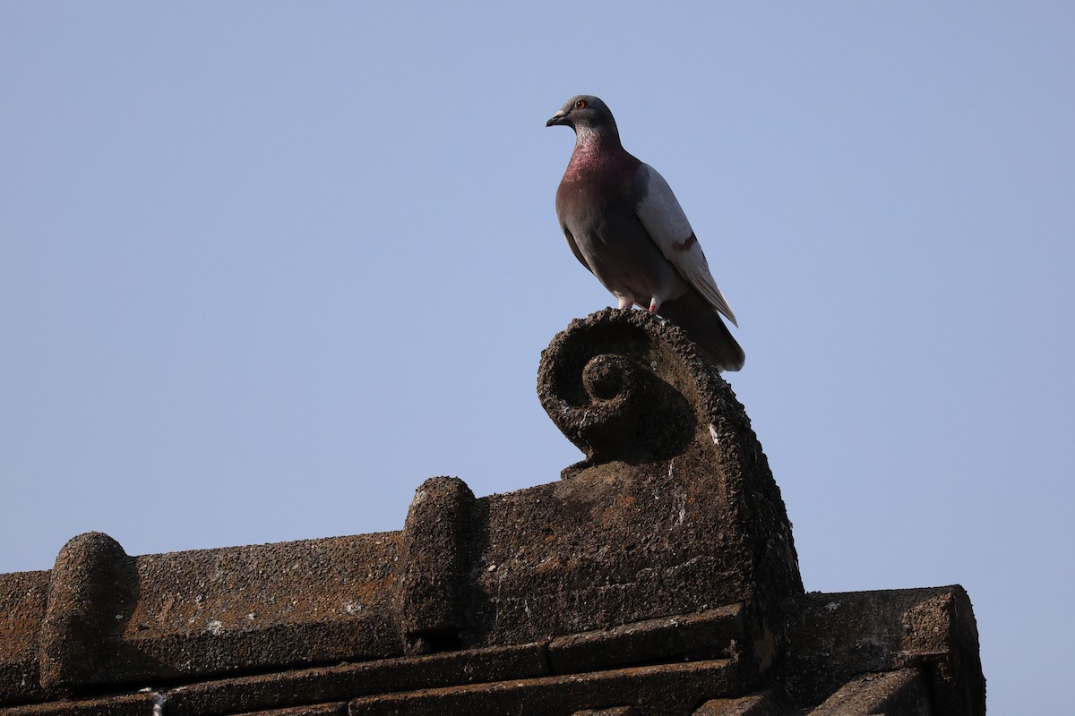 Rock Pigeon (Feral Pigeon) - ML615908759