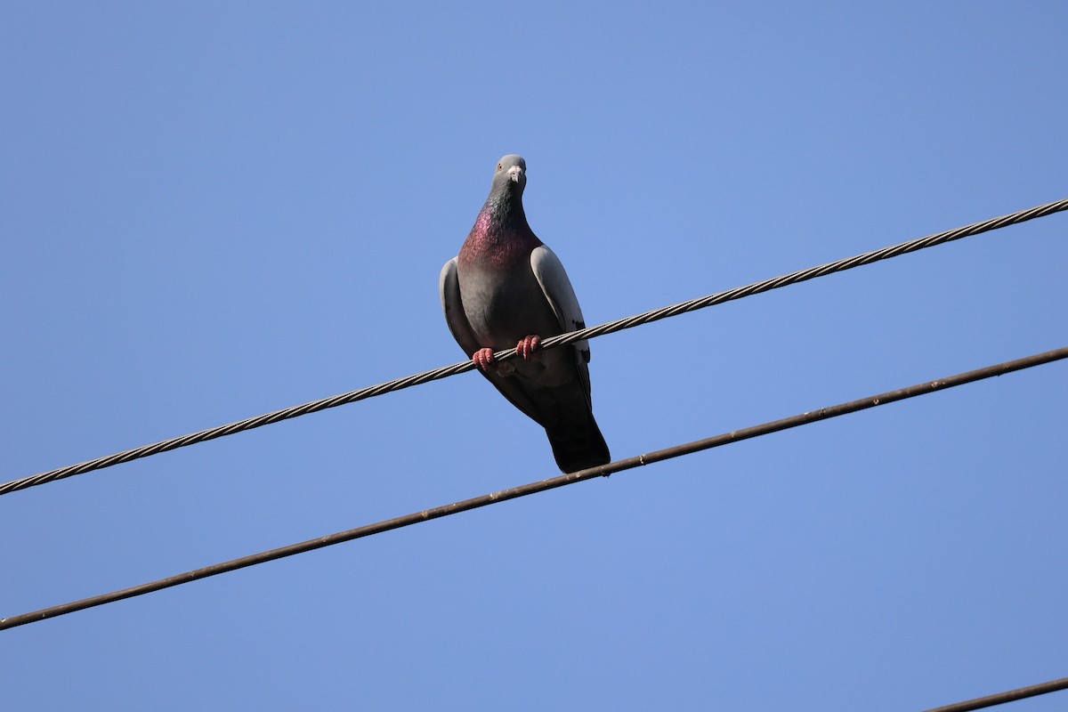 Rock Pigeon (Feral Pigeon) - ML615908760
