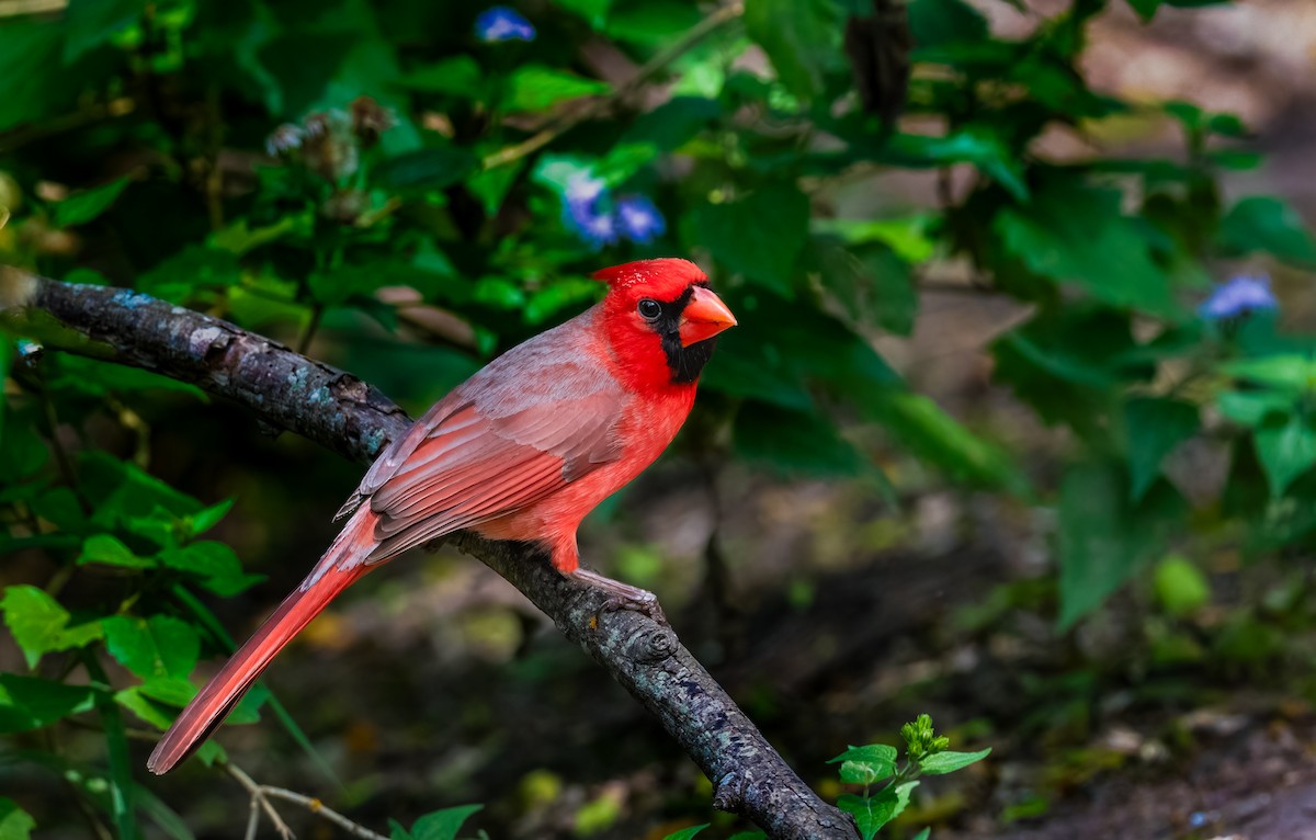Cardinal rouge - ML615908817