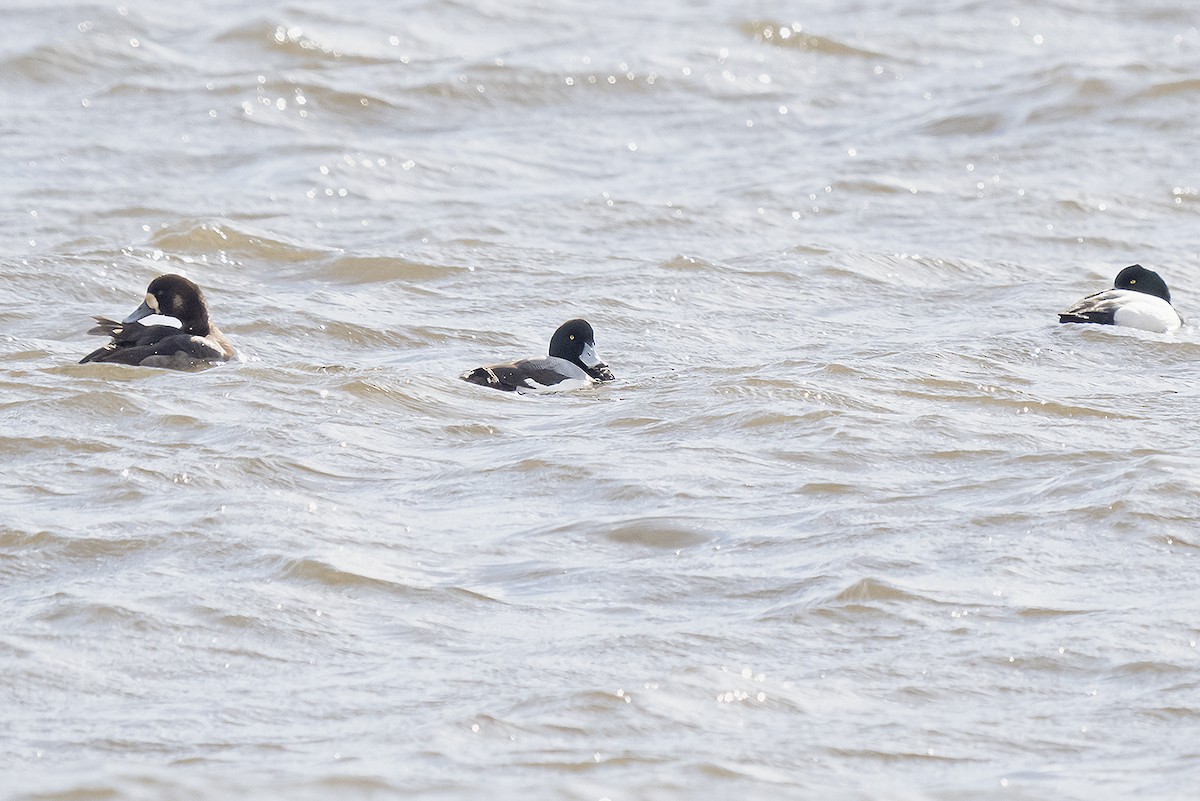 Greater Scaup - ML615908843
