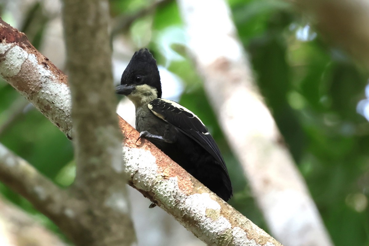 Heart-spotted Woodpecker - Peter Christiaen
